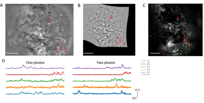 Microscopy images with fluorescence markers, one-photon and two-photon signal analysis graphs.