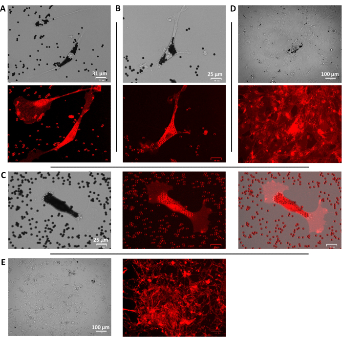 figure-results-2 Cell structure analysis; fluorescence microscopy results; brightfield and red fluorescence images.