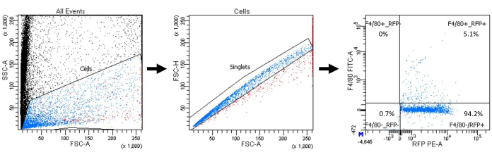 figure-results-3 Flow cytometry analysis diagram; cell gating process, FSC-A/SSC-A graphs; RFP/PE-A vs FITC-A.