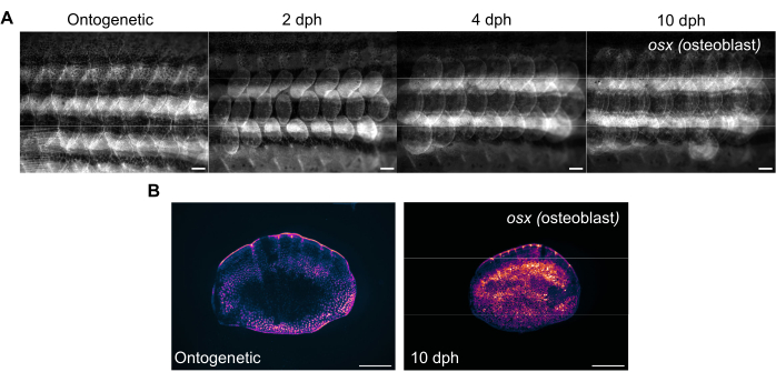 Zebrafish Scale Regeneration In Toto and Ex Vivo Culture of Scales