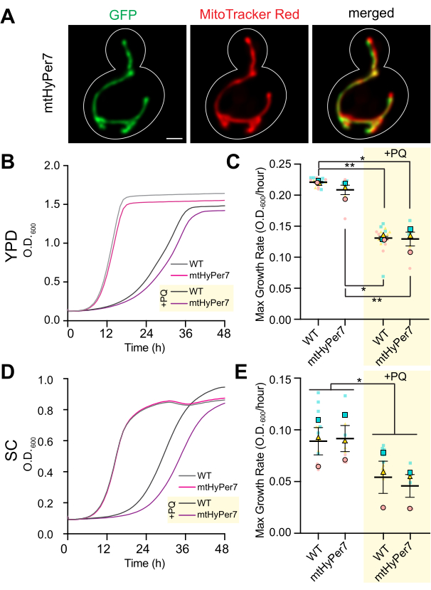 mtHyPer7 yeast cell imaging, growth curves, statistical analysis; fluorescence microscopy, growth rates.