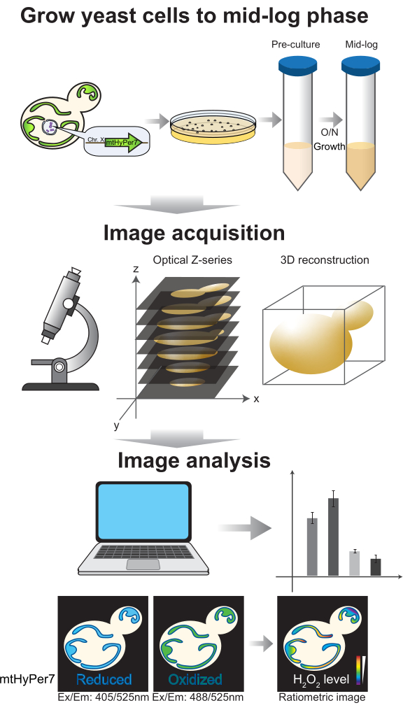 Yeast cell growth diagram with microscopy Z-series, 3D reconstruction, H2O2 analysis, ratiometric imaging.