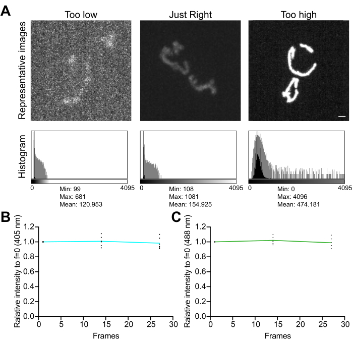 Fluorescence microscopy image analysis; intensity histograms; data graphs; fluorescence optimization.