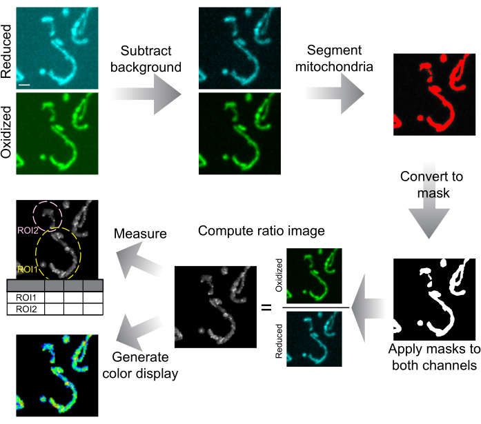 Mitochondrial segmentation, oxidized vs reduced state, fluorescence microscopy image analysis process.