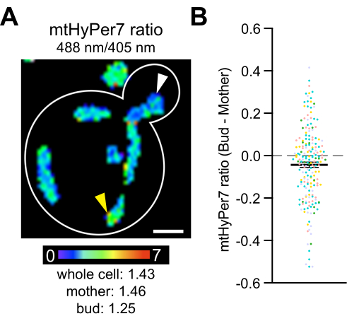 mtHyPer7 ratio analysis, fluorescence microscopy image and scatter plot for data comparison, cellular study.