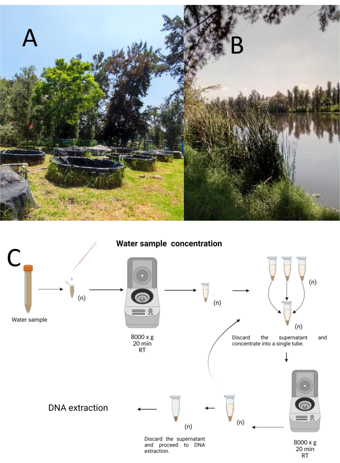 Water sample DNA extraction process with centrifugation diagram, showing concentration and purification.