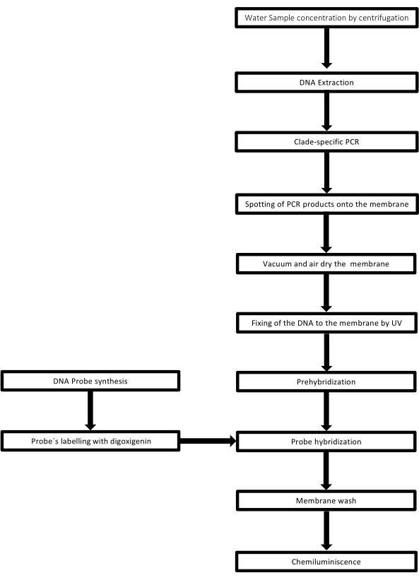 DNA analysis process diagram, from centrifugation to chemiluminescence, involves PCR and hybridization.