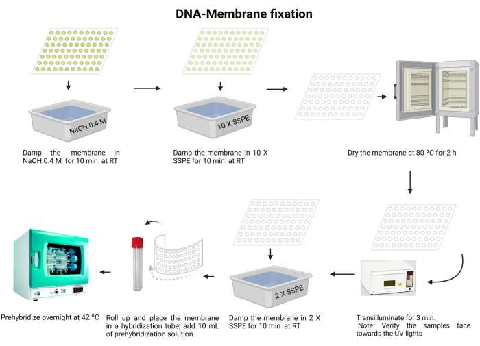 DNA-membrane fixation process diagram, including NaOH, SSPE, and prehybridization steps.
