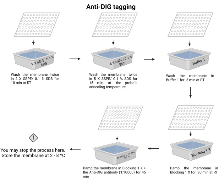 Anti-DIG tagging process diagram; membrane washing, blocking with antibody, temperature steps.