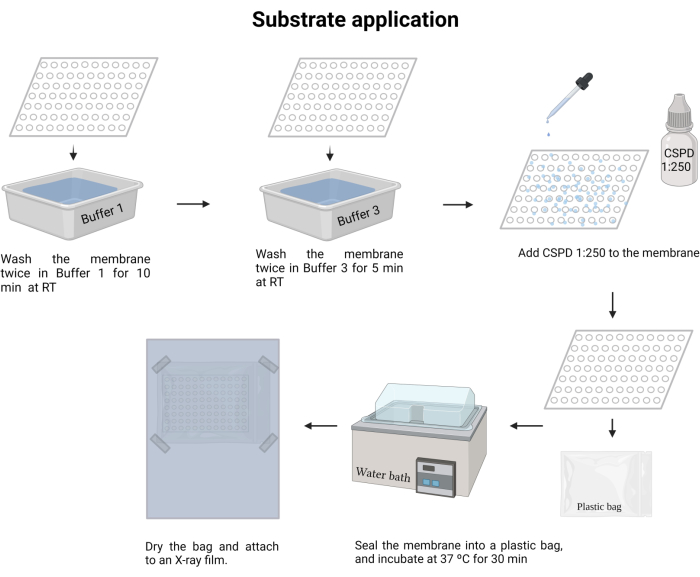Substrate application process, membrane washing, CSPD application, incubation, X-ray film exposure diagram.
