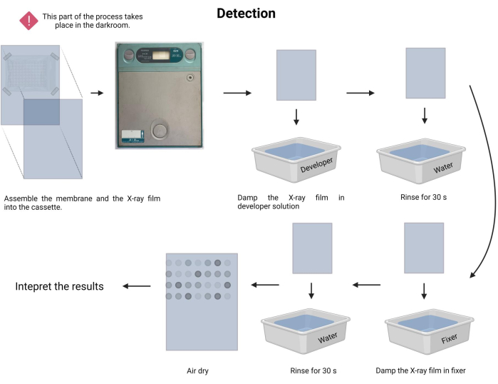 X-ray film developing process diagram; darkroom setup, developer, fixer, rinse, result analysis.