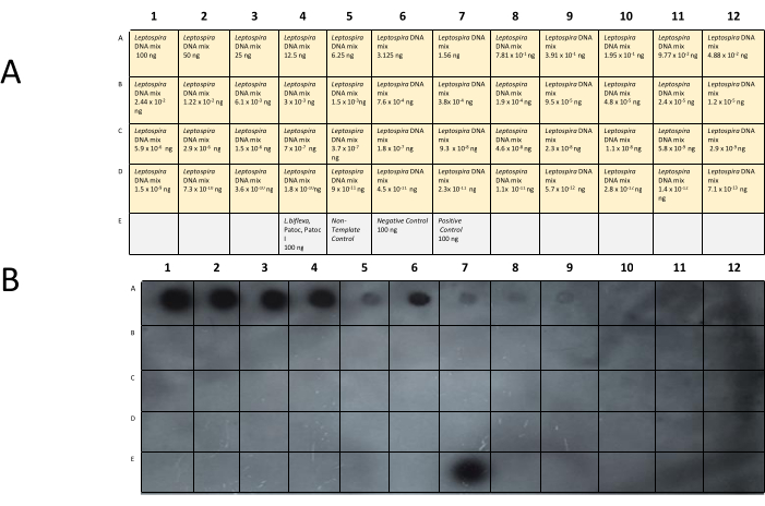 Dot blot assay for Leptospira DNA; image shows setup (A) and results (B) of DNA detection experiment.