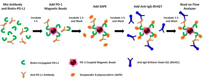 Antibody binding assay diagram with incubation steps using PD-1 beads, SAPE, and flow cytometry.