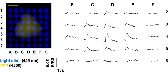 YFP fluorescence imaging, light stimulation (445 nm), grid diagram, fluorescence response graph.