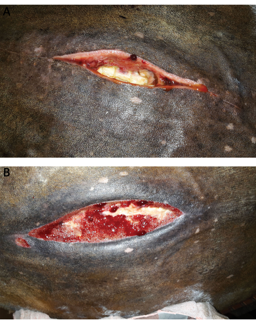 figure-results-2 Surgical wound healing comparison; top: initial incision, bottom: post-treatment healing progress.