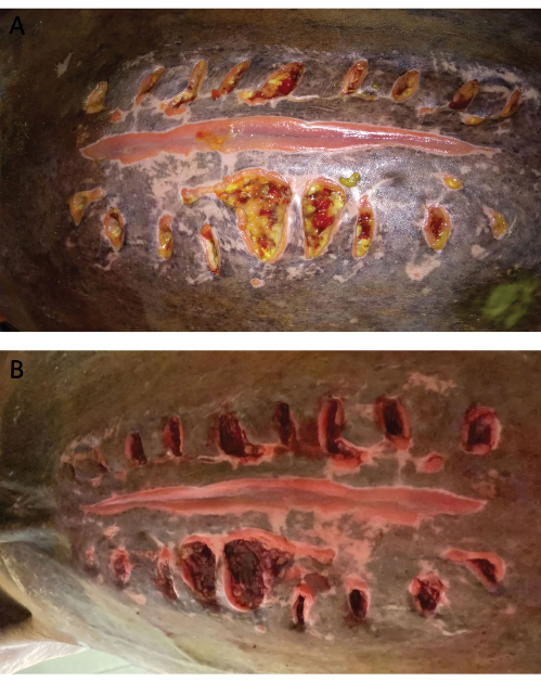 figure-results-4 Wound healing process comparison; experiment results showing tissue regeneration stages.