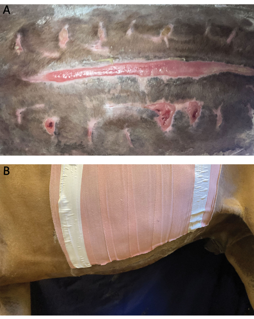 figure-results-5 Wound healing stages on animal skin; pre-bandage and post-bandage application; veterinary care.