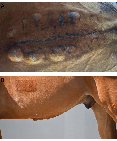 figure-results-6 Equine thermography; thermal patterns; experiment results; veterinary diagnostics; heat distribution.