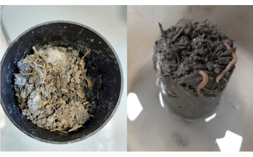 Decomposition process, soil with organic matter, worms visible; environmental science study.