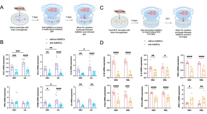 Diagram of glial cell infection and cytokine analysis; bar charts of mRNA expression (CD68, IL-6).