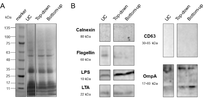 figure-results-10 SDS-PAGE 和 Western 印迹分析结果;通过分子量标记物进行蛋白质分离和检测。
