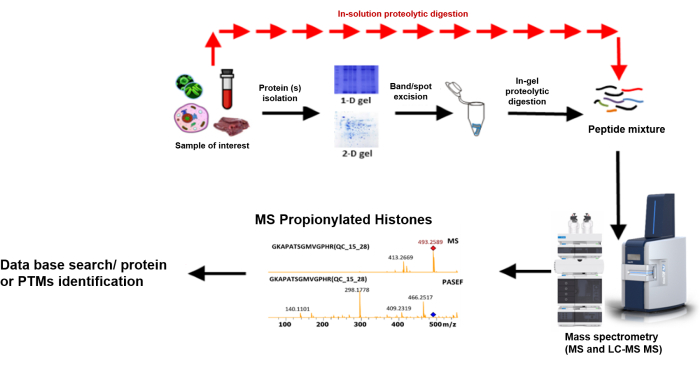 Proteomics workflow diagram; protein isolation, gel electrophoresis, mass spectrometry analysis.