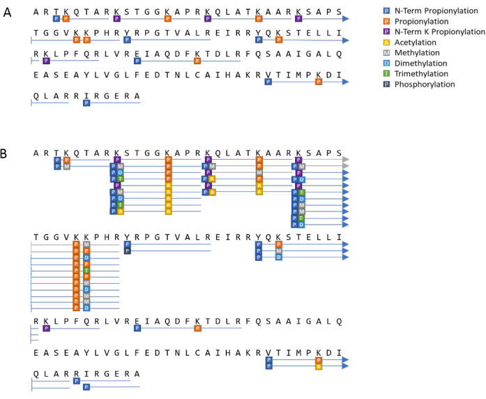 Protein modification diagram; illustrates acetylation, methylation, phosphorylation sequences.