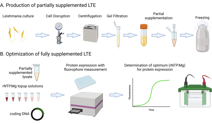 Production of partially and fully supplemented LTE; includes cell disruption, centrifugation, protein expression, and fluorescence. Diagram showing steps and scientific equipment setup for Leishmania processing and protein optimization.