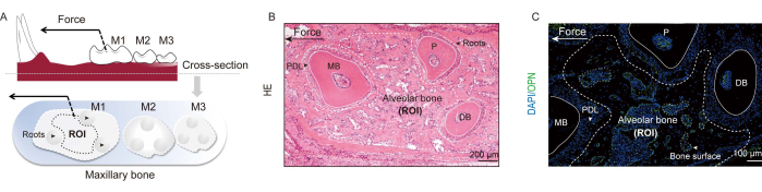 figure-results-3 上颌骨横切面图解,组织学,免疫荧光;受力影响分析,ROI。