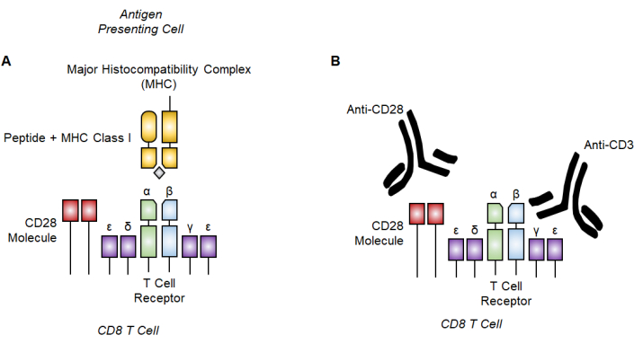 T cell activation diagram with MHC, CD28, TCR, anti-CD28, anti-CD3 interactions; immune response.