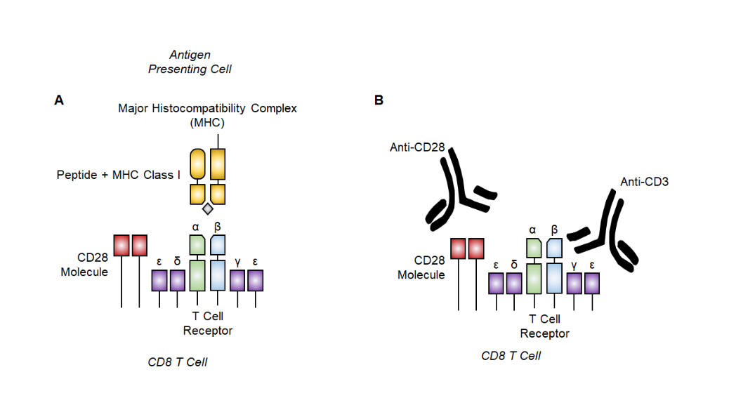 Measuring Mitochondrial Function of Naïve and Effector CD8 T Cells