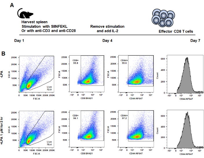 CD8 T cell stimulation method and analysis; flow cytometry diagrams; IL-2 use; cell activation.