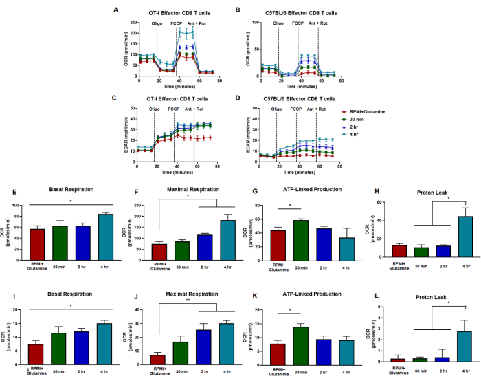 Mitochondrial function in CD8 T cells; OCR, ECAR measurement; metabolic response; bar, line graphs.