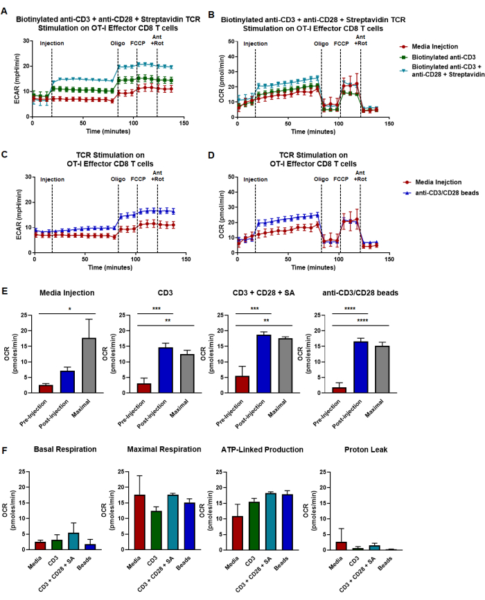 T cell stimulation effects on ECAR and OCR, graphs show metabolic response, experimental bar comparison.