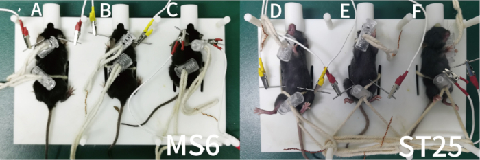 Mice experiment setup for physiological study; electrodes, monitoring apparatus; comparative analysis.