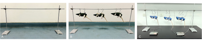 Static equilibrium apparatus with bird models on bars measuring wing load; setup for weight analysis.