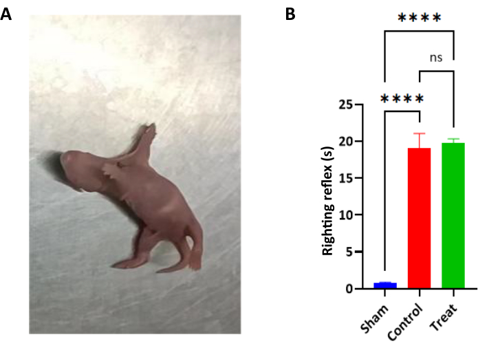 figure-results-1 Rodent righting reflex analysis, bar chart results showing treatment effects on reflex time.