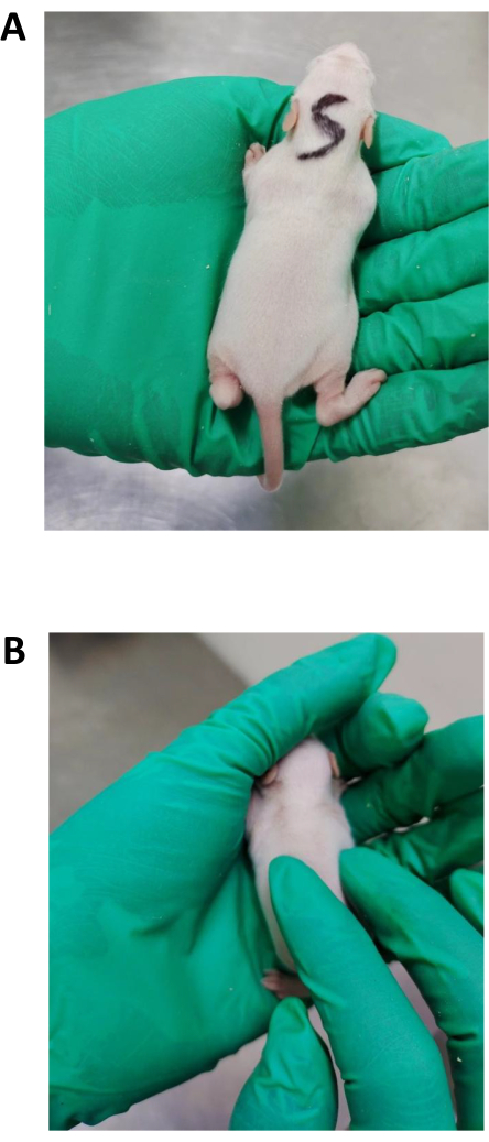 figure-results-2 Neonatal genetic study with lab gloves; mouse pup examination for research.