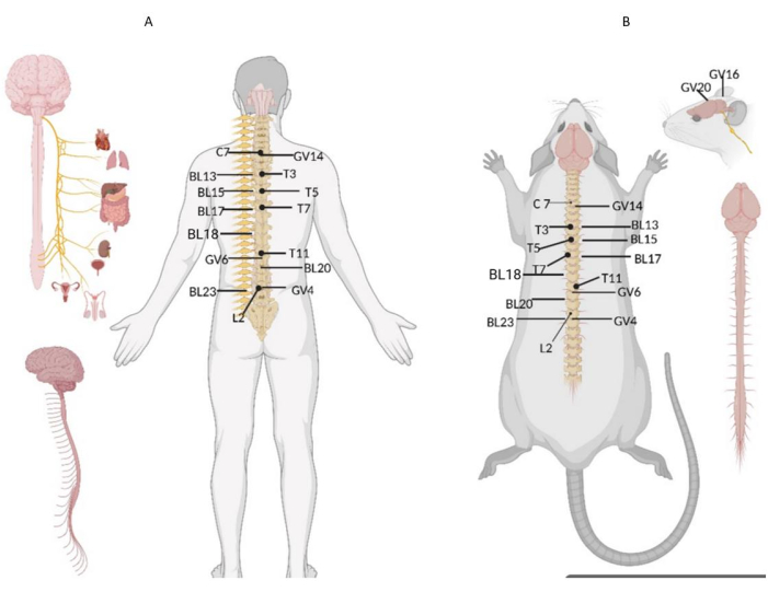 figure-results-3 Human and rat spine acupuncture diagram with labeled points; anatomy and reflex pathway illustration.