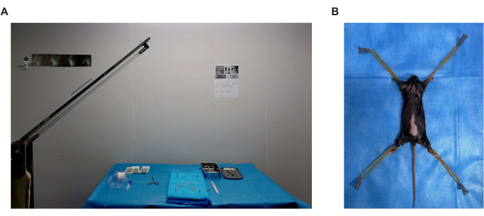 figure-results-1 Surgical workstation setup and specimen preparation for laboratory rodent dissection experiment.
