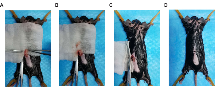 figure-results-2 Mouse surgical procedure sequence, tissue dissection, biomedical research, experimental setup.
