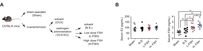 figure-results-4 C57BL/6 mice treatment diagram; serum E2, FSH levels graph; study on estrogen, FSH effects.