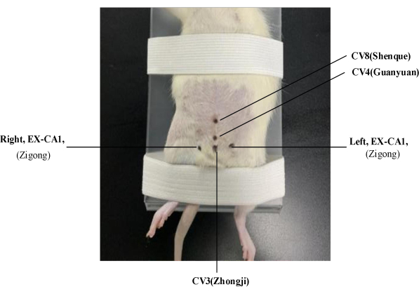 Mouse acupuncture points diagram for experimental acupuncture study.