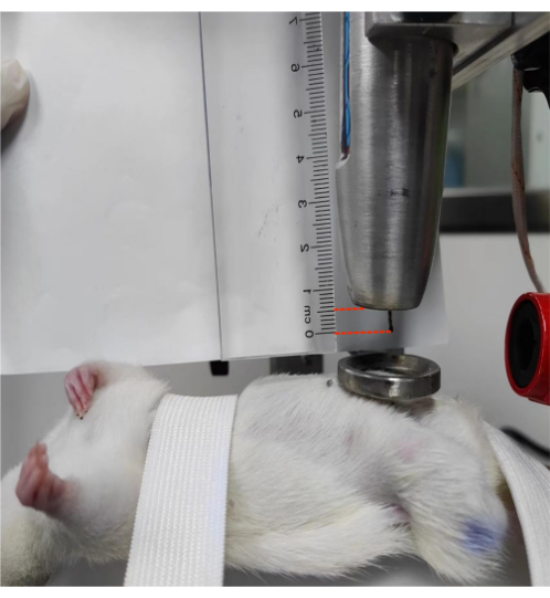 Rat static equilibrium setup; impact test; biomechanics; force measurement; experiment diagram.
