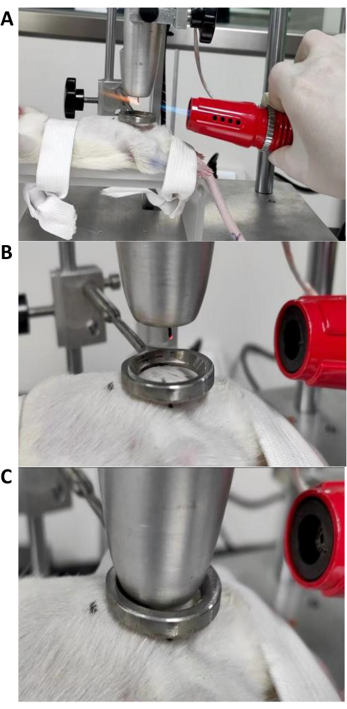 Surgical procedure on rodent using metal ring and torch, experiment setup for medical research.