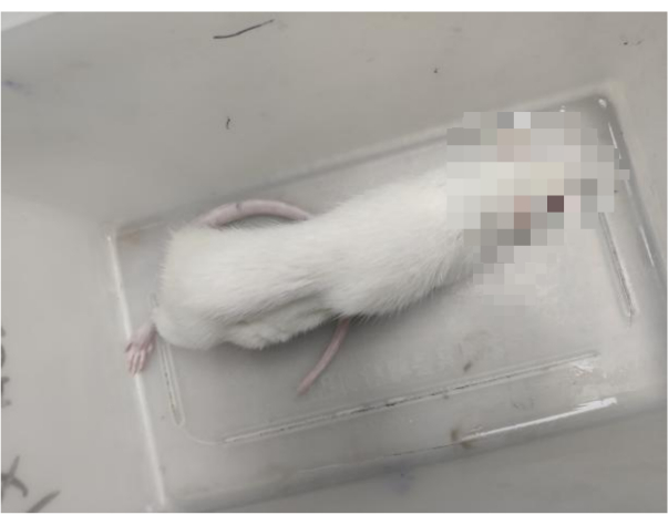 Laboratory animal in a containment box, used for experimental research and observation.