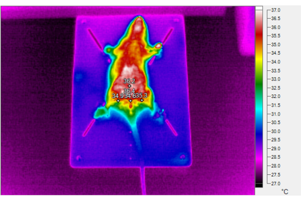 Thermal imaging of rat; infrared temperature measurement; experimental setup; biomedical research.