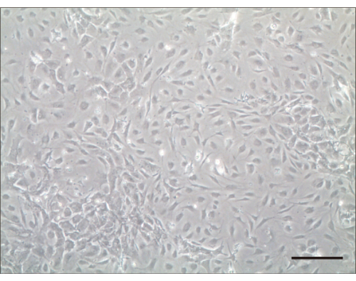 Cell culture microscopy image; cells grown on a substrate; used for viability and morphology studies.