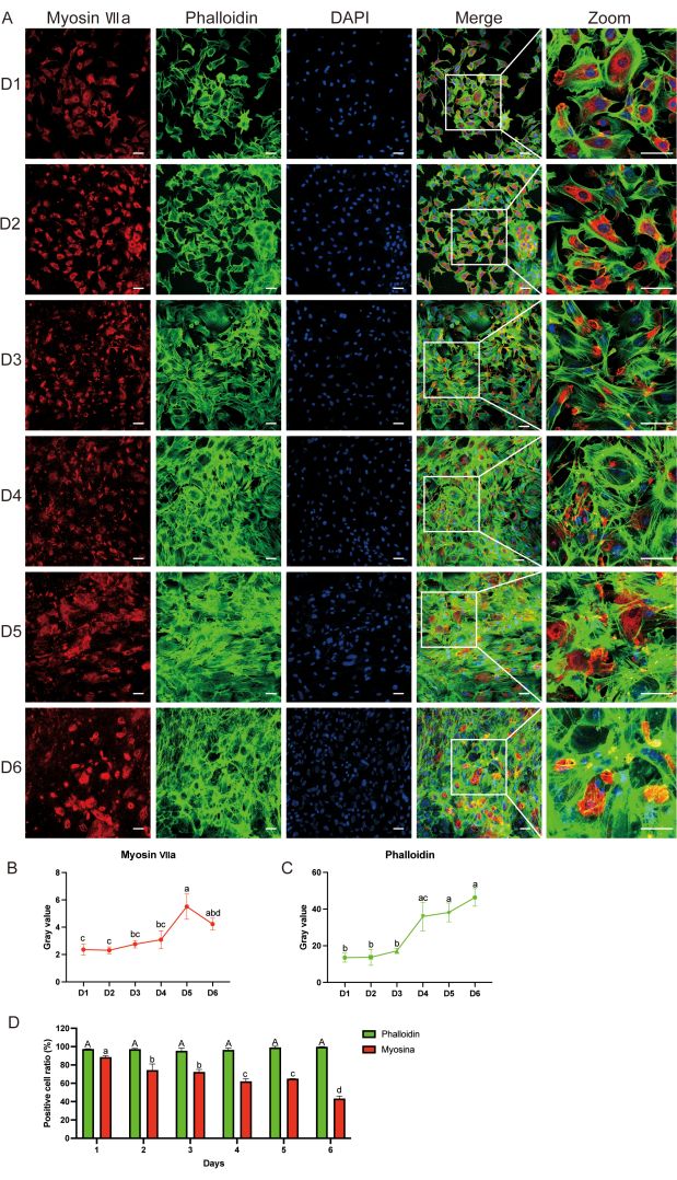 Isolation and Culture of Primary Cochlear Hair Cells from Neonatal Mice