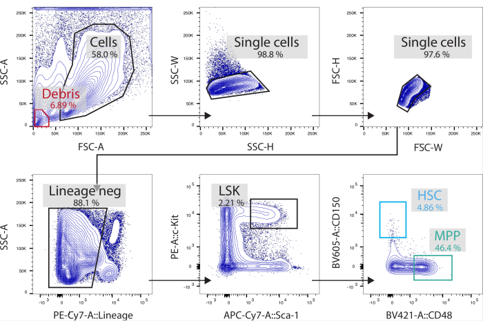 Flow cytometry analysis; cell population gating diagram; stem cell identification process.